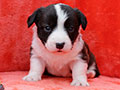 welsh corgi cardigan puppy Zamok Svyatogo Angela MAGDA
