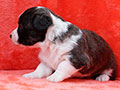 welsh corgi cardigan puppy Zamok Svyatogo Angela MAGDA
