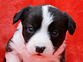 welsh corgi cardigan puppy Zamok Svyatogo Angela MAGDA