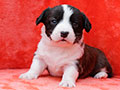 welsh corgi cardigan puppy Zamok Svyatogo Angela MAGDA