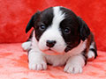 welsh corgi cardigan puppy Zamok Svyatogo Angela MAGDA
