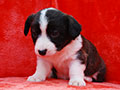 welsh corgi cardigan puppy Zamok Svyatogo Angela MAGDA