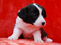 welsh corgi cardigan puppy Zamok Svyatogo Angela MAGDA