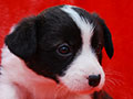 welsh corgi cardigan puppy Zamok Svyatogo Angela MAGDA