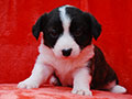 welsh corgi cardigan puppy Zamok Svyatogo Angela MAGDA