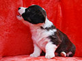 welsh corgi cardigan puppy Zamok Svyatogo Angela MAGDA