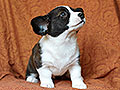 welsh corgi cardigan puppy Zamok Svyatogo Angela MAGDA