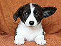 welsh corgi cardigan puppy Zamok Svyatogo Angela MAGDA