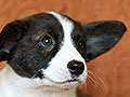 welsh corgi cardigan puppy Zamok Svyatogo Angela MAGDA