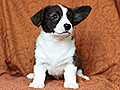 welsh corgi cardigan puppy Zamok Svyatogo Angela MAGDA