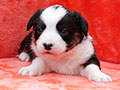 welsh corgi cardigan puppy Zamok Svyatogo Angela MARA