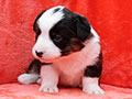 welsh corgi cardigan puppy Zamok Svyatogo Angela MARA