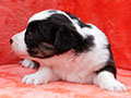 welsh corgi cardigan puppy Zamok Svyatogo Angela MARA