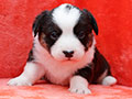 welsh corgi cardigan puppy Zamok Svyatogo Angela MARA