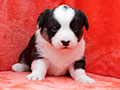 welsh corgi cardigan puppy Zamok Svyatogo Angela MARA