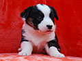 welsh corgi cardigan puppy Zamok Svyatogo Angela MARA