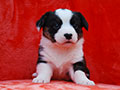 welsh corgi cardigan puppy Zamok Svyatogo Angela MARA