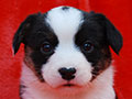 welsh corgi cardigan puppy Zamok Svyatogo Angela MARA
