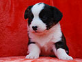 welsh corgi cardigan puppy Zamok Svyatogo Angela MARA
