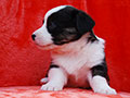 welsh corgi cardigan puppy Zamok Svyatogo Angela MARA