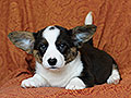 welsh corgi cardigan puppy Zamok Svyatogo Angela MARA