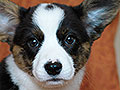 welsh corgi cardigan puppy Zamok Svyatogo Angela MARA