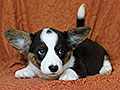 welsh corgi cardigan puppy Zamok Svyatogo Angela MARA