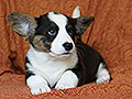welsh corgi cardigan puppy Zamok Svyatogo Angela MARA