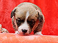 welsh corgi cardigan puppy Zamok Svyatogo Angela MARFA