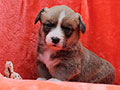 welsh corgi cardigan puppy Zamok Svyatogo Angela MARFA