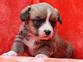 welsh corgi cardigan puppy Zamok Svyatogo Angela MARFA