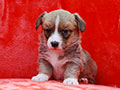 welsh corgi cardigan puppy Zamok Svyatogo Angela MARFA