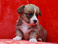 welsh corgi cardigan puppy Zamok Svyatogo Angela MARFA