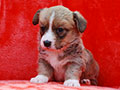 welsh corgi cardigan puppy Zamok Svyatogo Angela MARFA