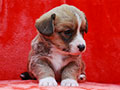 welsh corgi cardigan puppy Zamok Svyatogo Angela MARFA