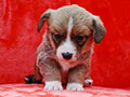 welsh corgi cardigan puppy Zamok Svyatogo Angela MARFA
