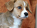 welsh corgi cardigan puppy Zamok Svyatogo Angela MARFA
