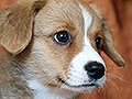 welsh corgi cardigan puppy Zamok Svyatogo Angela MARFA
