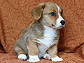 welsh corgi cardigan puppy Zamok Svyatogo Angela MARFA
