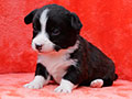 welsh corgi cardigan puppy Zamok Svyatogo Angela MARSEL