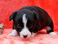 welsh corgi cardigan puppy Zamok Svyatogo Angela MARSEL