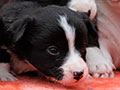welsh corgi cardigan puppy Zamok Svyatogo Angela MARSEL