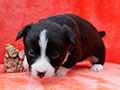 welsh corgi cardigan puppy Zamok Svyatogo Angela MARSEL