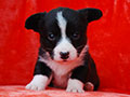 welsh corgi cardigan puppy Zamok Svyatogo Angela MARSEL