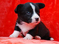 welsh corgi cardigan puppy Zamok Svyatogo Angela MARSEL