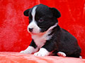 welsh corgi cardigan puppy Zamok Svyatogo Angela MARSEL