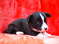 welsh corgi cardigan puppy Zamok Svyatogo Angela MARSEL