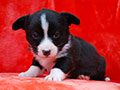 welsh corgi cardigan puppy Zamok Svyatogo Angela MARSEL