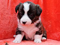 welsh corgi cardigan puppy Zamok Svyatogo Angela MAYA