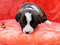 welsh corgi cardigan puppy Zamok Svyatogo Angela MAYA